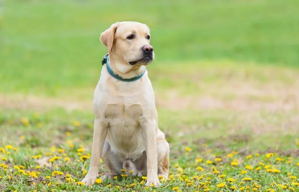 拉布拉多狗坐在绿色公园 — 图库照片