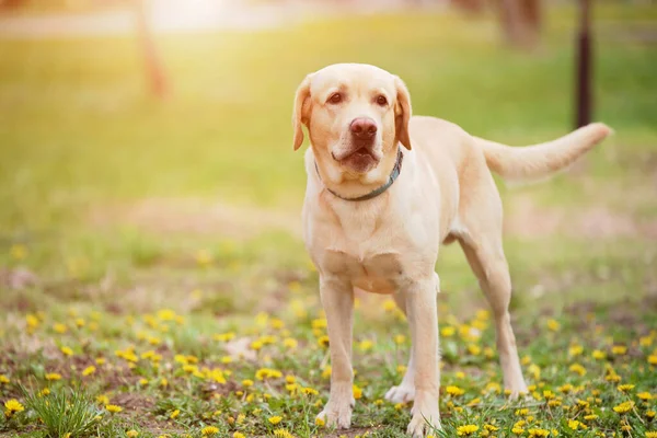Labrador Retriever Hund Den Soliga Parken — Stockfoto