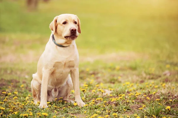 Labrador Retriever Pies Siedzi Zielonym Parku — Zdjęcie stockowe