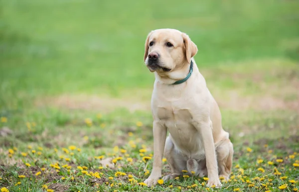 緑豊かな公園に座っているラブラドル レトリーバー犬犬 — ストック写真