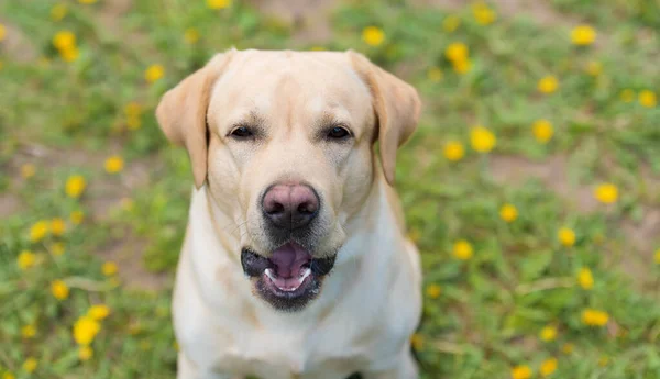 Närbild Porträtt Rolig Labrador Retriever Hund — Stockfoto