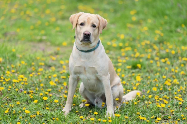 Labrador Retriever Cão Sentado Parque Verde — Fotografia de Stock