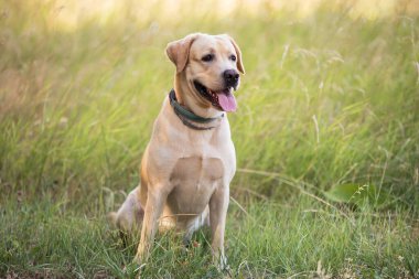 Adorable Labrador retriever dog sitting in the green park