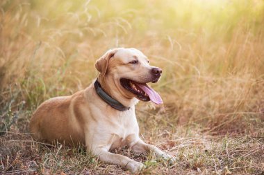 Adorable Labrador retriever dog resting in the green park