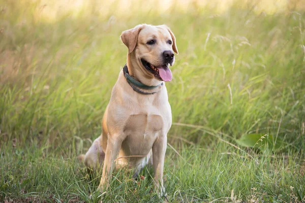 Adorable Labrador Retriever Dog Sitting Green Park — Stockfoto