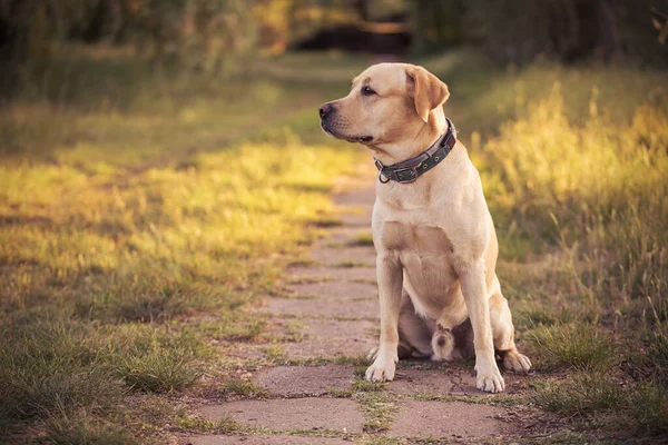 Liebenswerter Labrador Retriever Hund Sitzt Der Natur — Stockfoto