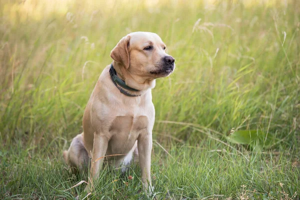 Adorable Labrador retriever dog sitting in the green park