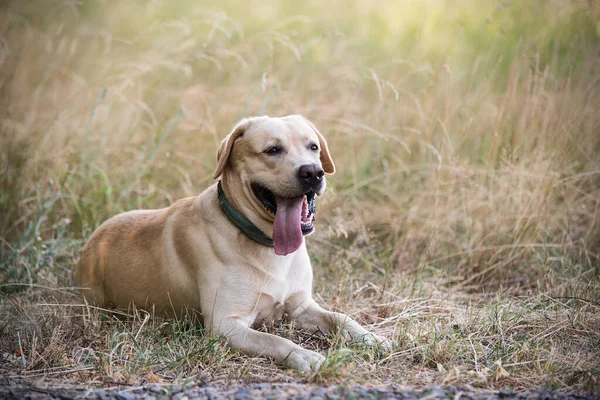 Adorable Labrador Retriever Dog Resting Green Park — Stok fotoğraf