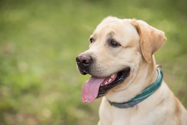 Closeup Photo Labrador Retriever Dog — Zdjęcie stockowe