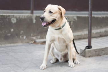 Sarı Labrador av köpeği sokakta oturuyor ve sahibini bekliyor..