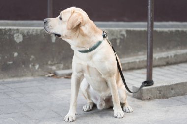 Sarı Labrador av köpeği sokakta oturuyor ve sahibini bekliyor..