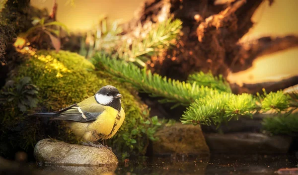 Photo of a beauty great tit in the nature