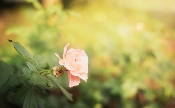 Schöne Rosa Rosen Sanfter Farbe Weichzeichner Für Den Hintergrund — Stockfoto