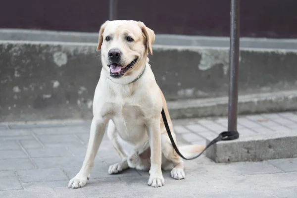 黄色のラブラドールの検索犬が通りに座って 彼の所有者を待っています — ストック写真