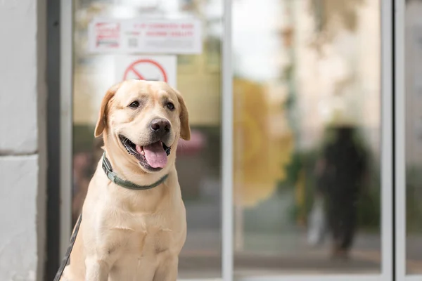 Portret Psa Labradora Piękności Ulicy — Zdjęcie stockowe