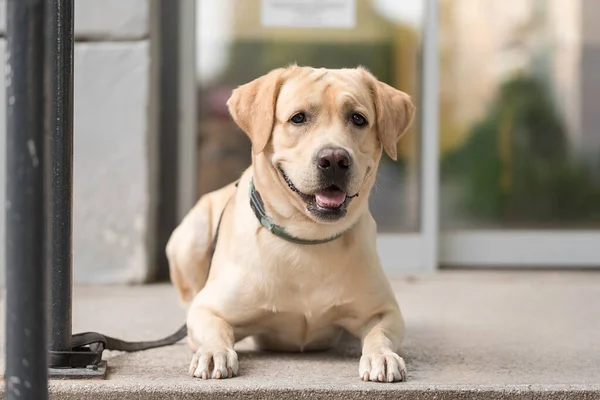 Beauty Labrador Retriever Hond Rusten Straat Wachten Zijn Eigenaar — Stockfoto