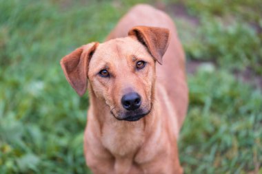 Parktaki kahverengi köpek.