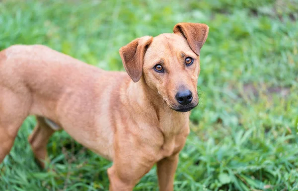 Parktaki Kahverengi Köpek — Stok fotoğraf