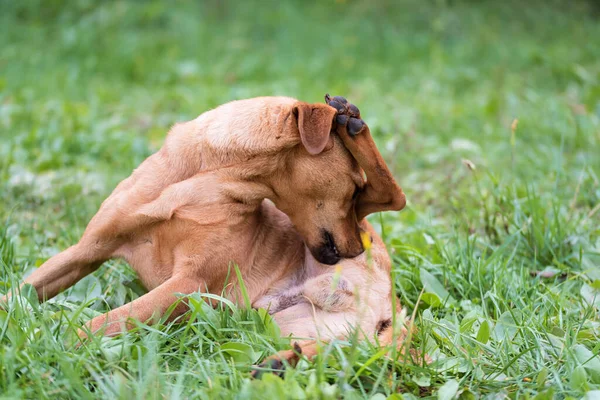 Brown Mongrel Dog Scratching Park — Stock Photo, Image
