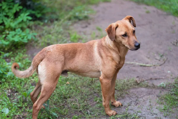 Parktaki Kahverengi Köpek — Stok fotoğraf