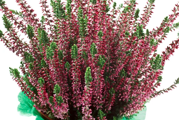 Closeup heather flowers — Stock Photo, Image