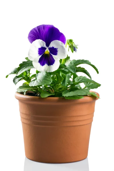 Pansy in a pot on a white background — Stock Photo, Image