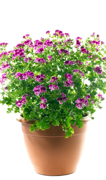 Geranium japanese in a pot on a white background — Stock Photo, Image