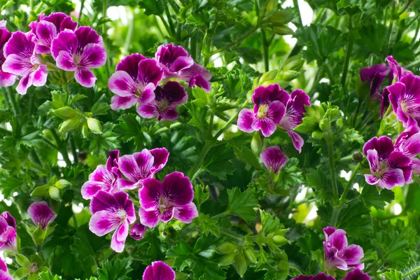 Primo piano fiori e foglie pervinca — Foto Stock