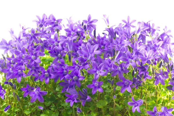 Primo piano fiori e foglie campanula — Foto Stock