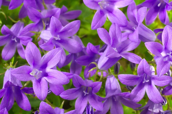 Closeup bloemen campanula — Stockfoto