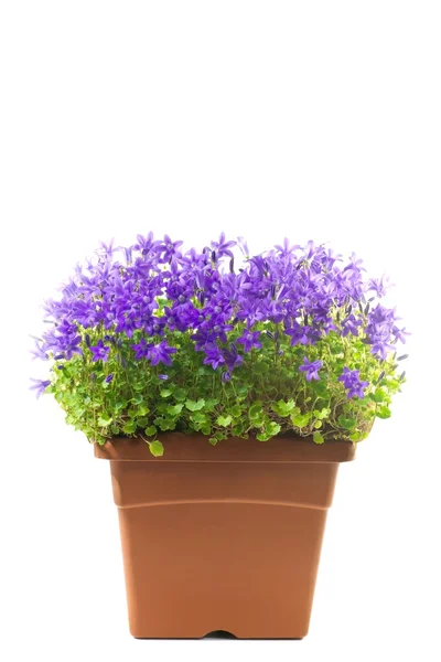 Campanula i en kruka på en vit bakgrund — Stockfoto