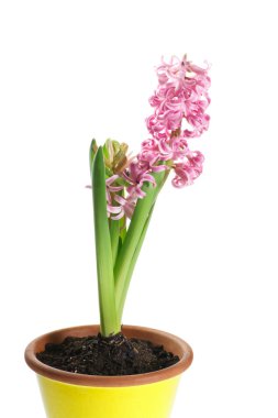 Pembe sümbül çiçeği beyaz bir arka planda saksıda