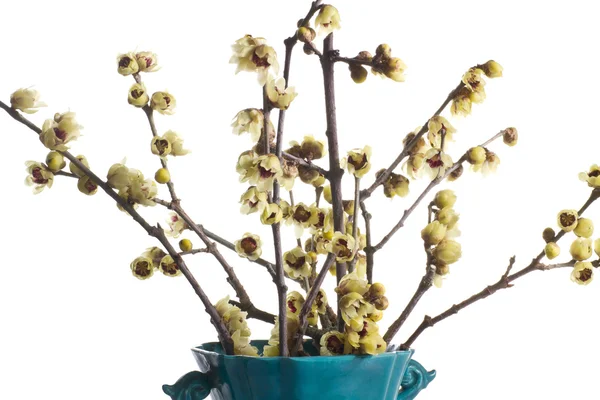Kvetoucí větve odříznut od calicanto v hrnci — Stock fotografie