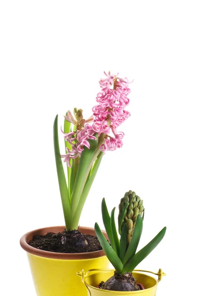Roze hyacint bloem en hyacint bud in pot — Stockfoto