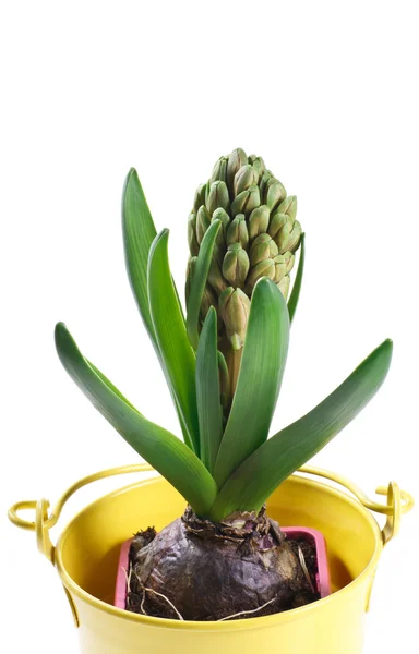 Hyacint bud in een pot op een witte achtergrond — Stockfoto