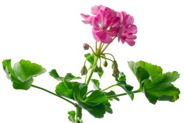 Sardunya, closeup genç bitki Filiz