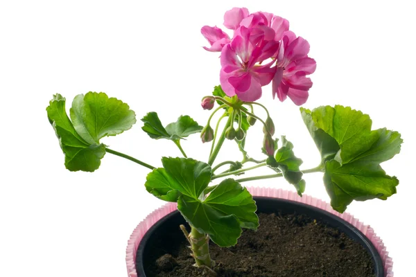 Closeup young plant of geranium in a pot, scion — Stock Photo, Image