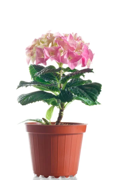 Hortensias en una olla sobre un fondo blanco — Foto de Stock