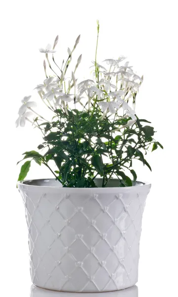 Jasmine flowering plant in pot on a white background — Stock Photo, Image