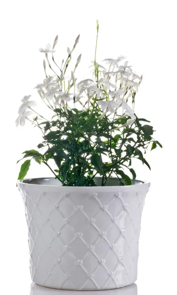 Gelsomino pianta fiorita in vaso su fondo bianco Immagini Stock Royalty Free
