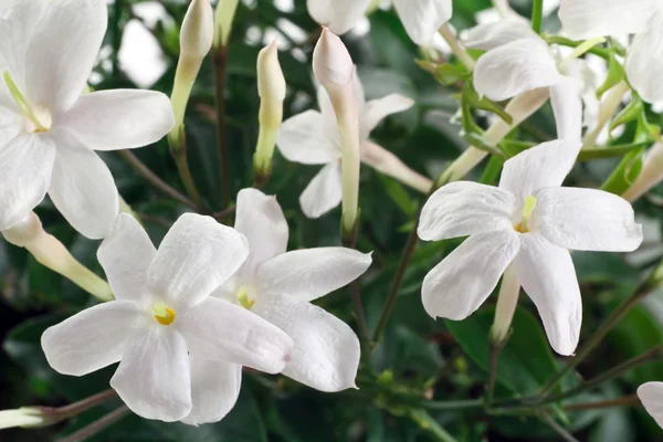 Primo piano fiori bianchi e foglie di pianta di gelsomino Foto Stock Royalty Free