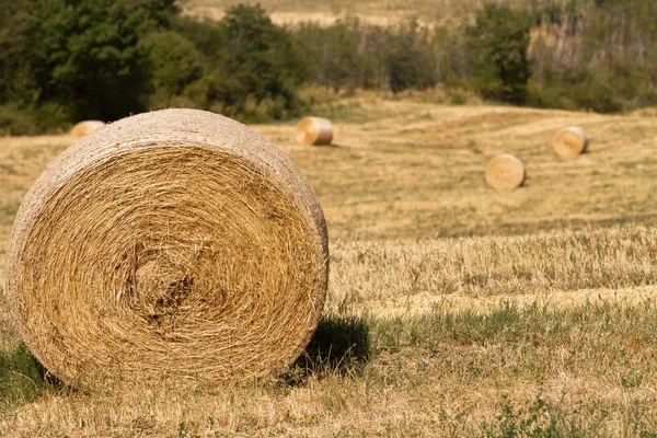 Oogsttijd: agrarische landschap met hooibalen — Stockfoto