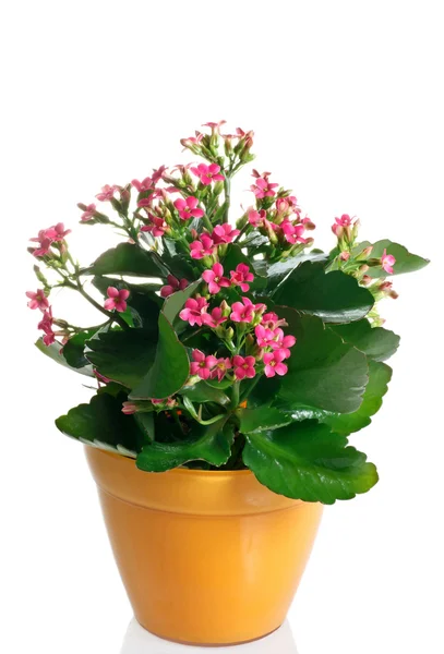 Closeup kalanchoe floração planta em vaso em um fundo branco — Fotografia de Stock