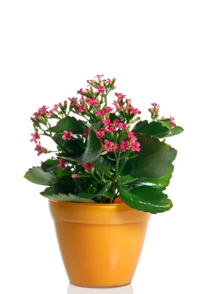 Nahaufnahme Kalanchoe blühende Pflanze im Topf auf weißem Hintergrund — Stockfoto