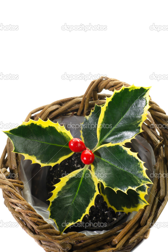 Small plant holly in a pot on white background