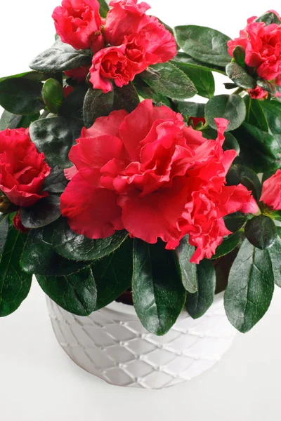 Primer plano de la planta con flores de azalea en maceta sobre un fondo blanco — Foto de Stock