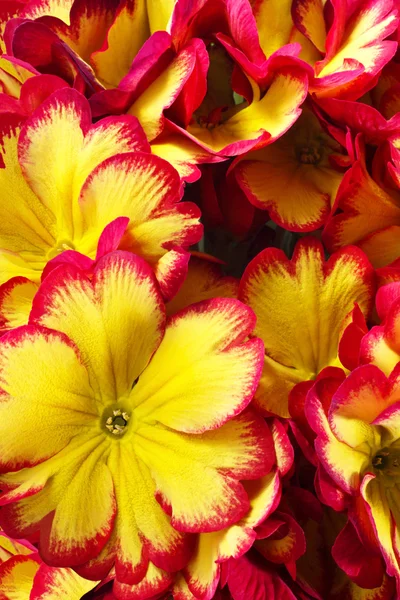 Close-up de flores de prímula — Fotografia de Stock