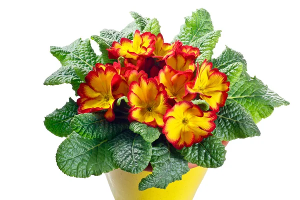 Closeup of primrose flowering plant in pot on a white background — Stock Photo, Image