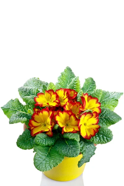 Primrose in pot on a white background — Stock Photo, Image