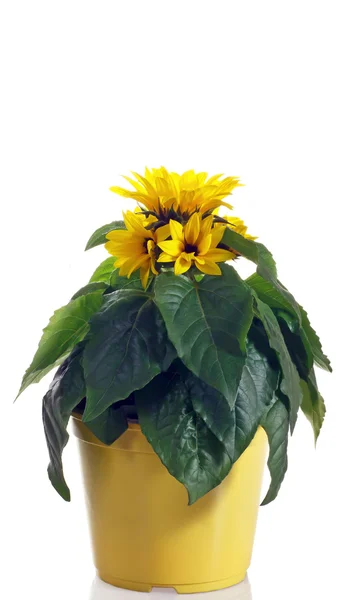 Sunflower in pot on a white background — Stock Photo, Image